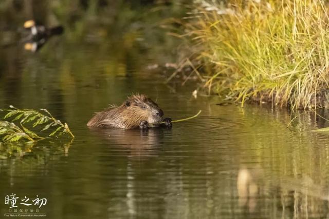 黄惊是什么动物，黄猄是国家几级保护动物（十大被吃的悲催野生动物）