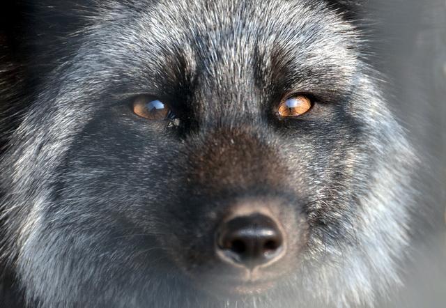 梅花鹿可以吃吗，哪些野生动物还能吃