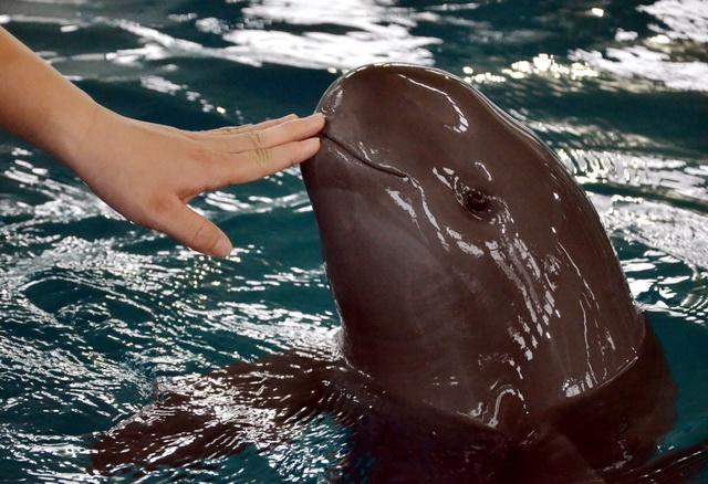 梅花鹿可以吃吗，哪些野生动物还能吃