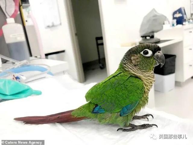 鹦鹉剪羽技巧，鹦鹉好看剪羽方法图片（被剪断翅膀的小鹦鹉接受\