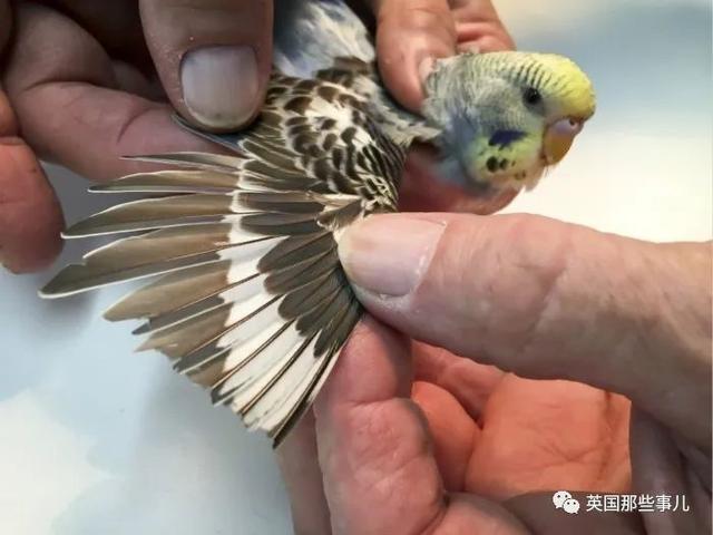 鹦鹉剪羽技巧，鹦鹉好看剪羽方法图片（被剪断翅膀的小鹦鹉接受\