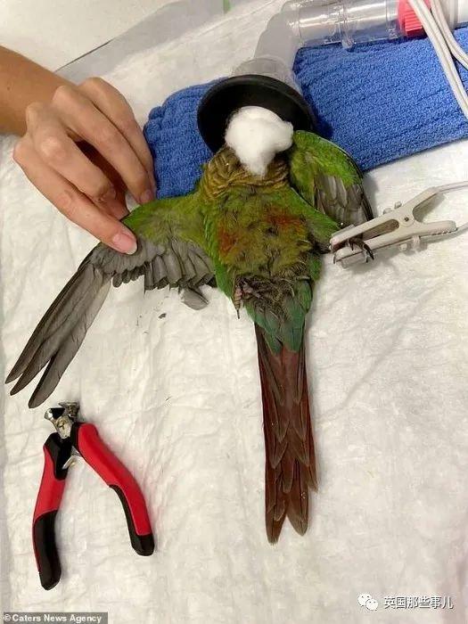 鹦鹉剪羽技巧，鹦鹉好看剪羽方法图片（被剪断翅膀的小鹦鹉接受\