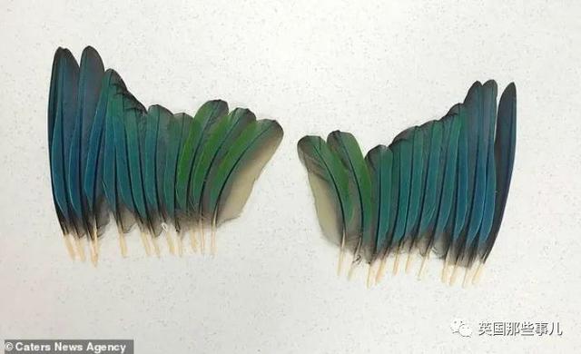 鹦鹉剪羽技巧，鹦鹉好看剪羽方法图片（被剪断翅膀的小鹦鹉接受\