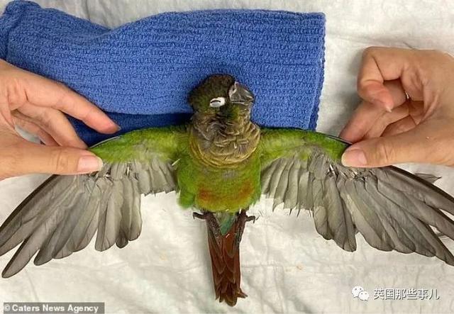 鹦鹉剪羽技巧，鹦鹉好看剪羽方法图片（被剪断翅膀的小鹦鹉接受\