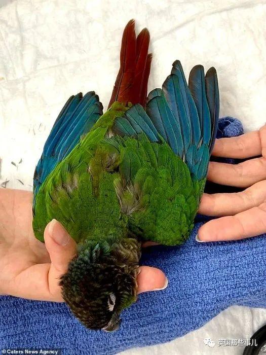 鹦鹉剪羽技巧，鹦鹉好看剪羽方法图片（被剪断翅膀的小鹦鹉接受\
