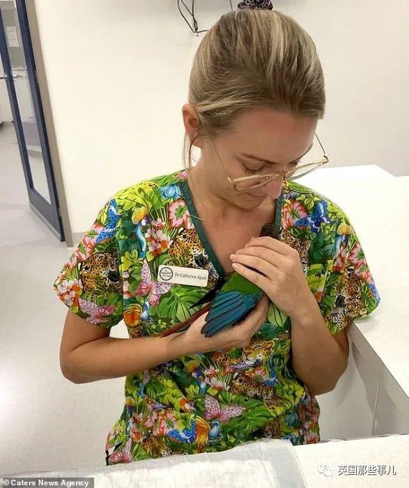 鹦鹉剪羽技巧，鹦鹉好看剪羽方法图片（被剪断翅膀的小鹦鹉接受\