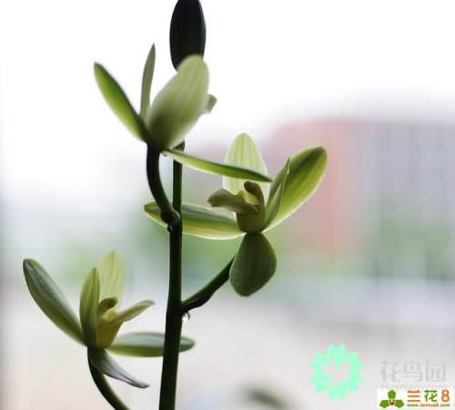 兰花指是什么意思，兰花指是什么意思啊（兰花 文化和，历史）
