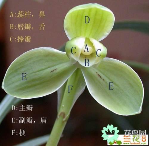 兰花指是什么意思，兰花指是什么意思啊（兰花 文化和，历史）