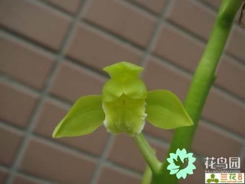 兰花指是什么意思，兰花指是什么意思啊（兰花 文化和，历史）