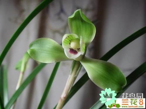 兰花指是什么意思，兰花指是什么意思啊（兰花 文化和，历史）