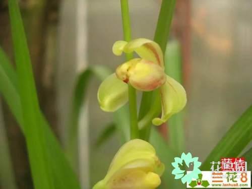兰花指是什么意思，兰花指是什么意思啊（兰花 文化和，历史）