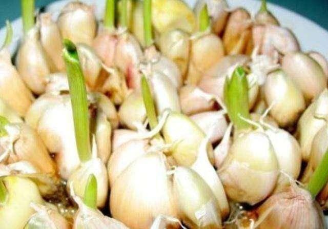 生姜变绿了可不可以吃，姜晒绿了可以吃吗（土豆、大蒜、生姜、红薯发芽后）