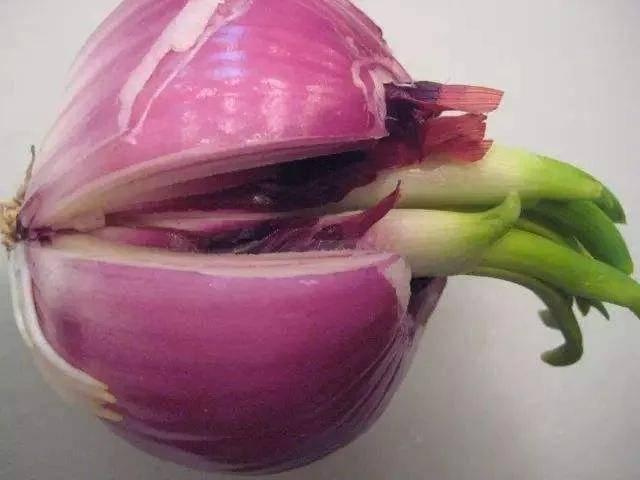 生姜变绿了可不可以吃，姜晒绿了可以吃吗（土豆、大蒜、生姜、红薯发芽后）