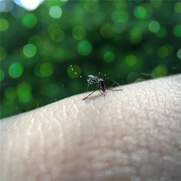 宝宝被蚊子咬了怎么消肿止痒，6个月宝宝被蚊子咬了怎么消肿止痒（这六个方法能缓解蚊子咬的痛苦）