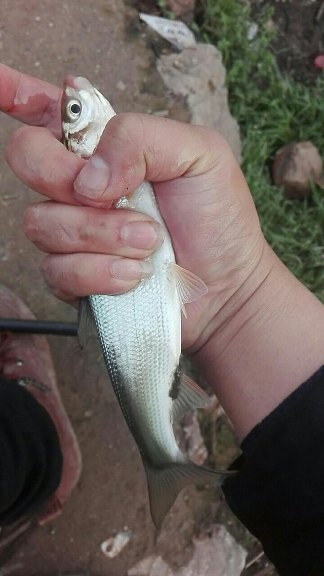 青尾鲴鱼的钓法，青尾鲴的钓法及饵料（求大师赐教，野河如何钓鲴鱼）