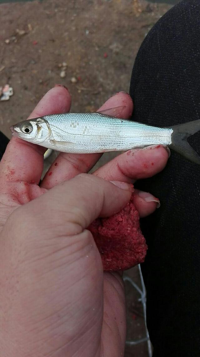 青尾鲴鱼的钓法，青尾鲴的钓法及饵料（求大师赐教，野河如何钓鲴鱼）