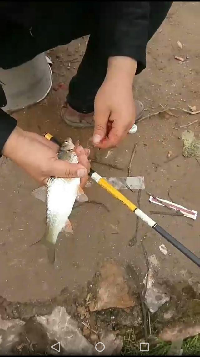 青尾鲴鱼的钓法，青尾鲴的钓法及饵料（求大师赐教，野河如何钓鲴鱼）