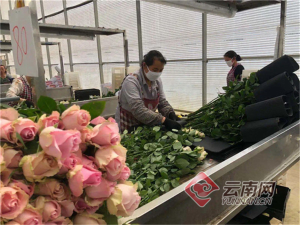 淘宝网鲜花(淘宝鲜花单是什么)