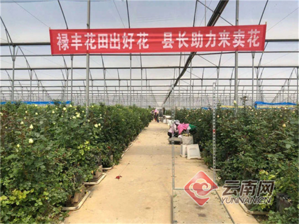 淘宝网鲜花(淘宝鲜花单是什么)