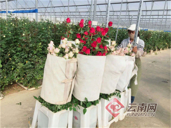淘宝网鲜花(淘宝鲜花单是什么)