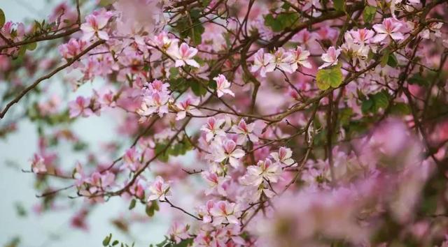 柳州紫荆花什么时候开，柳州的紫荆花什么季节开（最美柳州三月天）