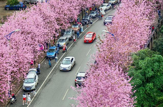 柳州紫荆花什么时候开，柳州的紫荆花什么季节开（最美柳州三月天）