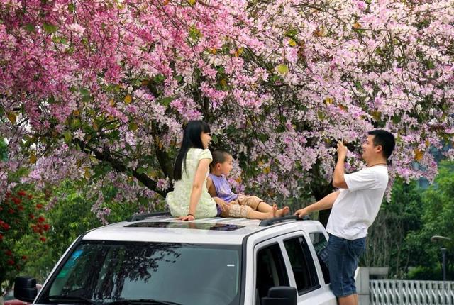 柳州紫荆花什么时候开，柳州的紫荆花什么季节开（最美柳州三月天）
