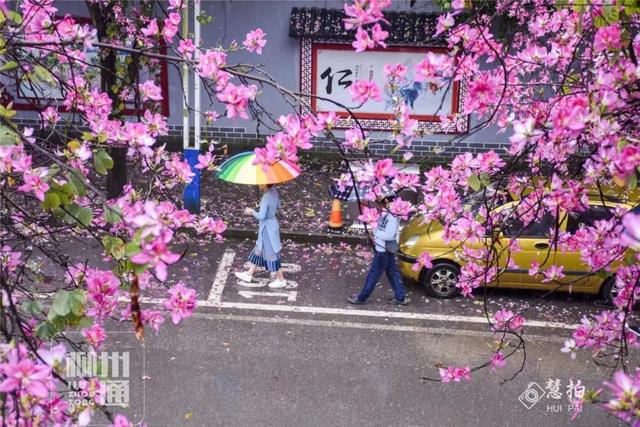 柳州紫荆花什么时候开，柳州的紫荆花什么季节开（最美柳州三月天）