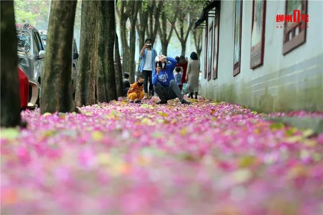 柳州紫荆花什么时候开，柳州的紫荆花什么季节开（最美柳州三月天）