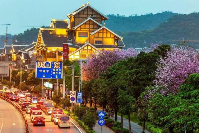 柳州紫荆花什么时候开，柳州的紫荆花什么季节开（最美柳州三月天）