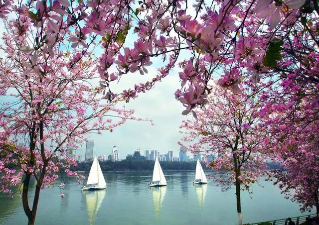 柳州紫荆花什么时候开，柳州的紫荆花什么季节开（最美柳州三月天）