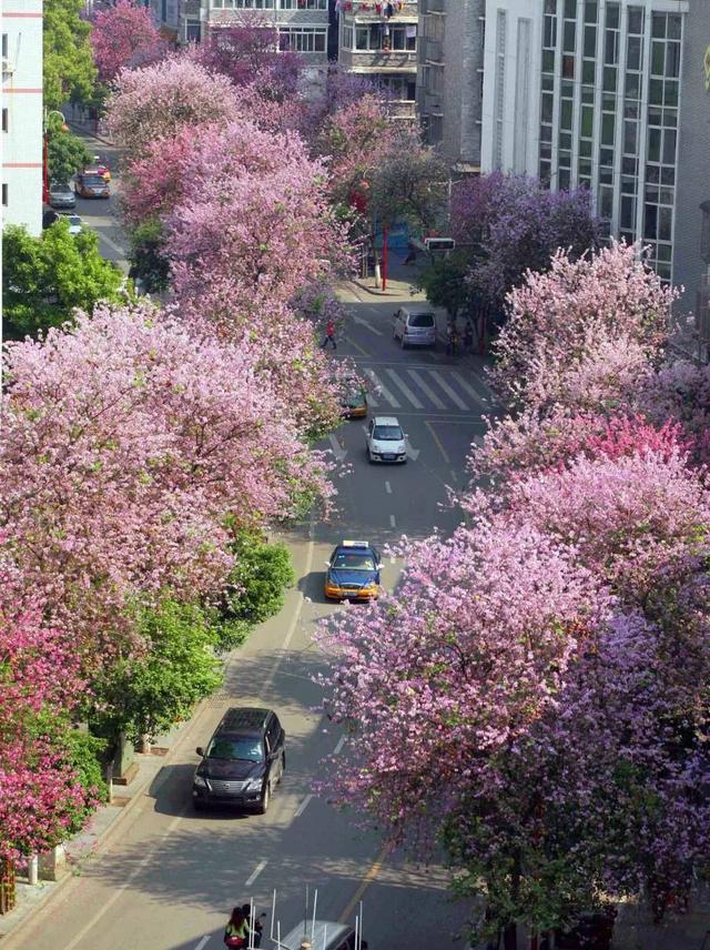 柳州紫荆花什么时候开，柳州的紫荆花什么季节开（最美柳州三月天）