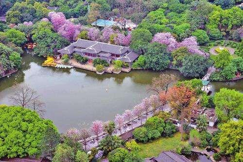柳州紫荆花什么时候开，柳州的紫荆花什么季节开（最美柳州三月天）