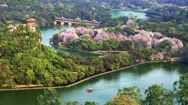 柳州紫荆花什么时候开，柳州的紫荆花什么季节开（最美柳州三月天）