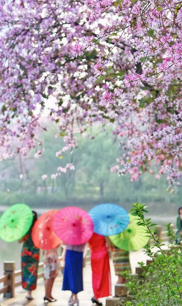 柳州紫荆花什么时候开，柳州的紫荆花什么季节开（最美柳州三月天）