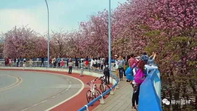 柳州紫荆花什么时候开，柳州的紫荆花什么季节开（最美柳州三月天）