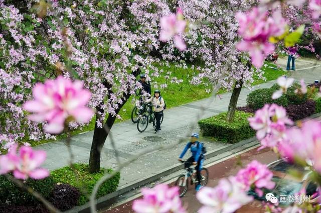 柳州紫荆花什么时候开，柳州的紫荆花什么季节开（最美柳州三月天）