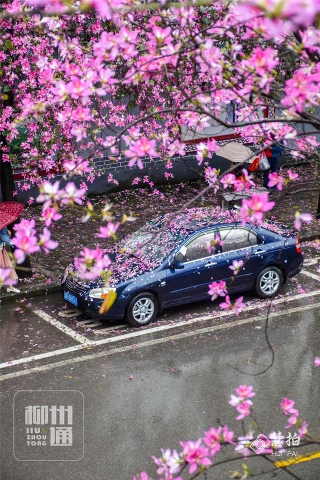 柳州紫荆花什么时候开，柳州的紫荆花什么季节开（最美柳州三月天）