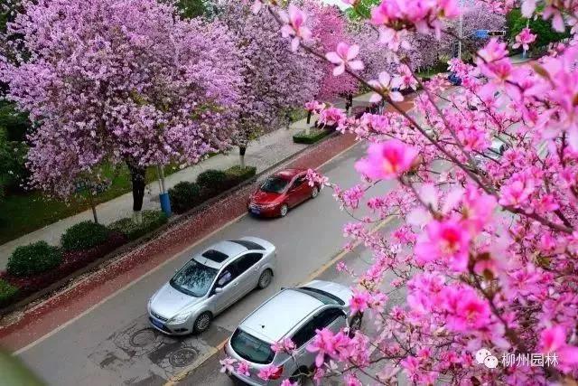 柳州紫荆花什么时候开，柳州的紫荆花什么季节开（最美柳州三月天）