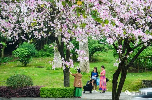 柳州紫荆花什么时候开，柳州的紫荆花什么季节开（最美柳州三月天）