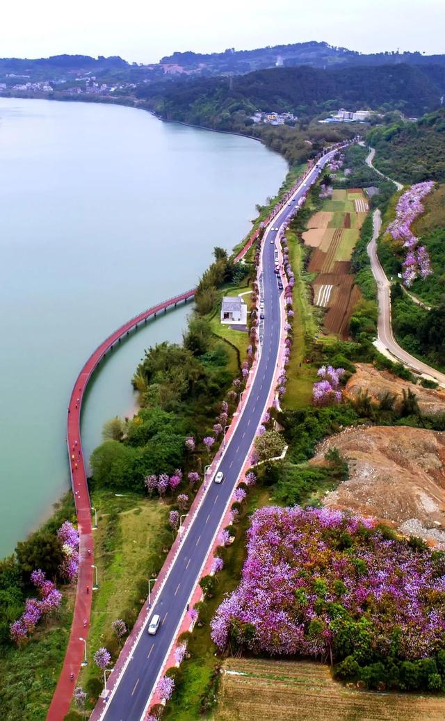 柳州紫荆花什么时候开，柳州的紫荆花什么季节开（最美柳州三月天）