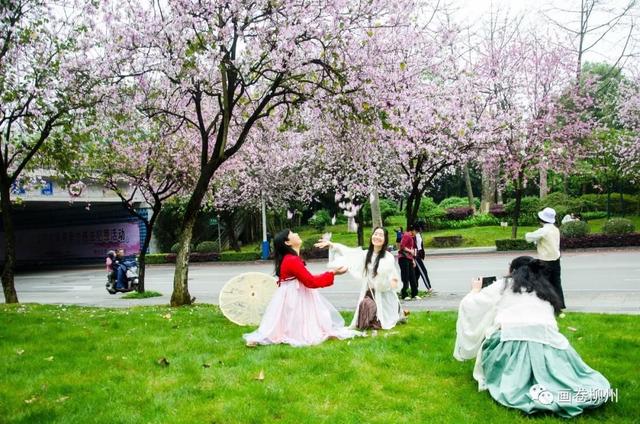 柳州紫荆花什么时候开，柳州的紫荆花什么季节开（最美柳州三月天）