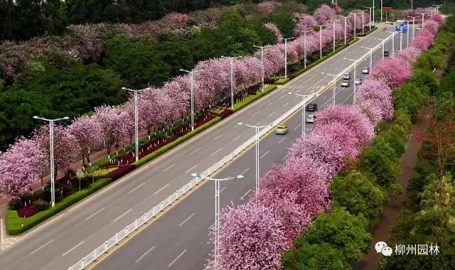柳州紫荆花什么时候开，柳州的紫荆花什么季节开（最美柳州三月天）