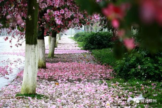 柳州紫荆花什么时候开，柳州的紫荆花什么季节开（最美柳州三月天）