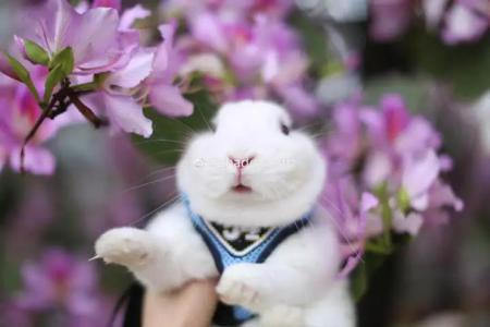 柳州紫荆花什么时候开，柳州的紫荆花什么季节开（最美柳州三月天）