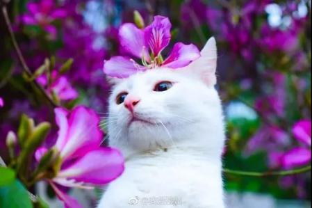 柳州紫荆花什么时候开，柳州的紫荆花什么季节开（最美柳州三月天）