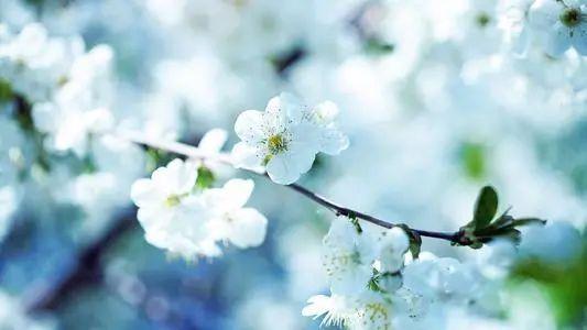 阳光不燥微风正好，阳光正好的意思是什么（快来线上“云赏花”）