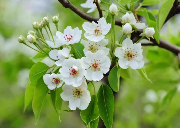 阳光不燥微风正好，阳光正好的意思是什么（快来线上“云赏花”）