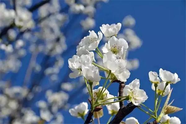 阳光不燥微风正好，阳光正好的意思是什么（快来线上“云赏花”）