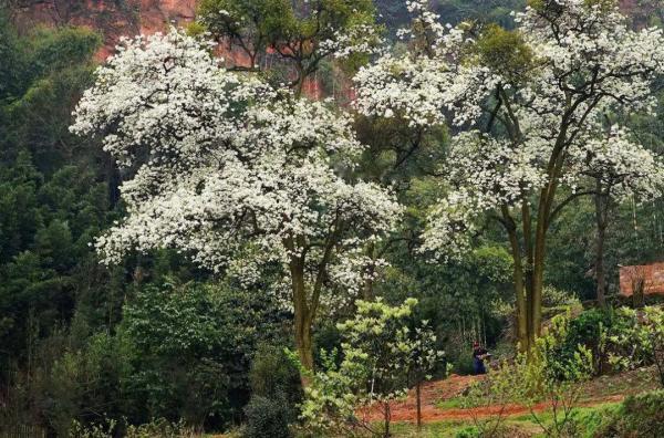 阳光不燥微风正好，阳光正好的意思是什么（快来线上“云赏花”）